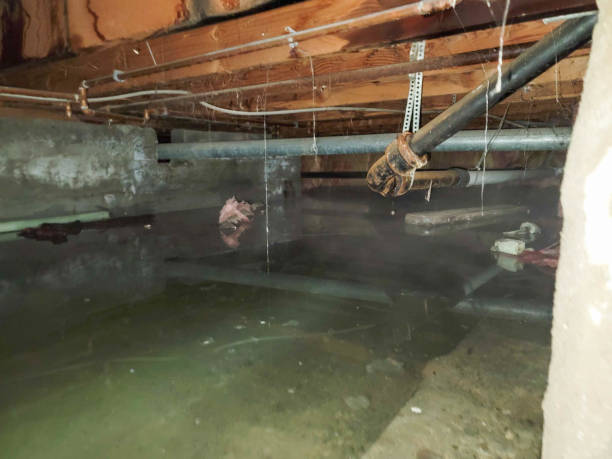 Best Water damage restoration experts  in Braska City, NE